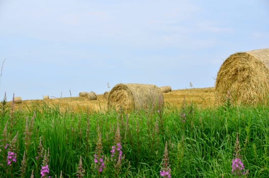 Field in summer