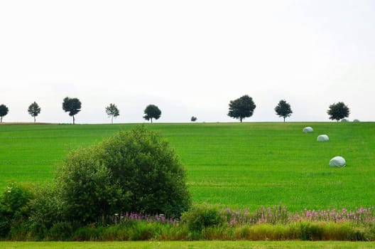 Field in summer