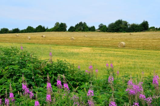 Field in summer