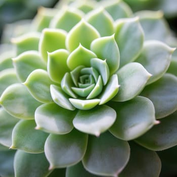 Close up of a succulent plant with green leaves