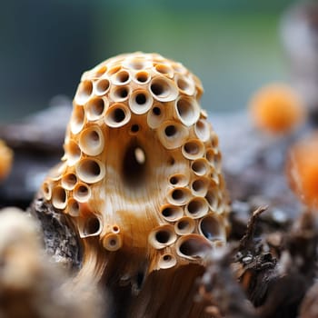 A close up of a mushroom with holes
