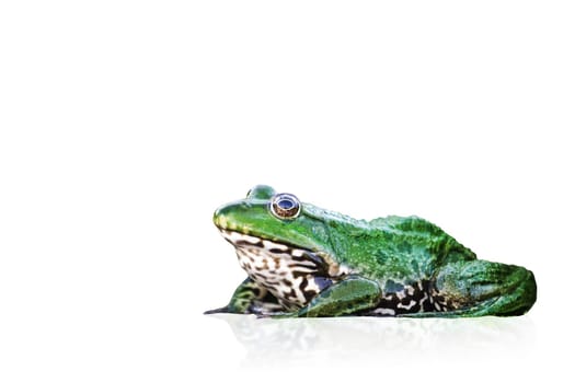 frog isolated on white background, wild nature