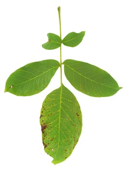 Leaf of walnut tree attacked by mite, Aceria erineus