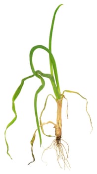 Onion attacked by onion eelworm, Ditylenchus dipsaci