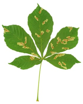 Leaf of chestnut tree attacked by horse-chestnut leaf miner, Cameraria ohridella