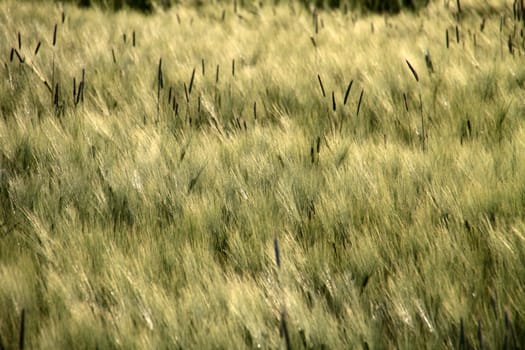 Barley Field