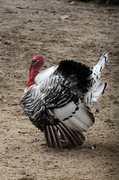 Cröllwitzer turkey