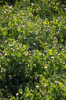 Flowering pea field