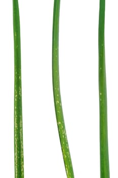 Garlic leaves attacked by allium leaf miner, Phytomyza (Napomyza) gymnostoma