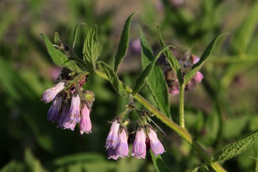 Comfrey