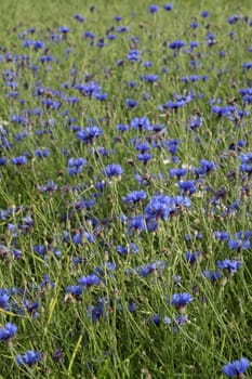 Cornflowers in a grain field