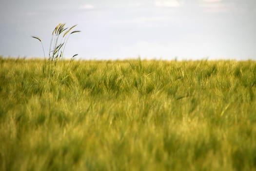 Barley Field
