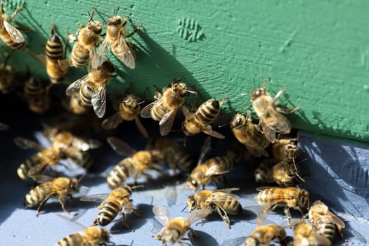 Honeybees