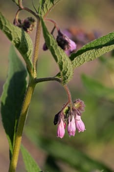 Comfrey