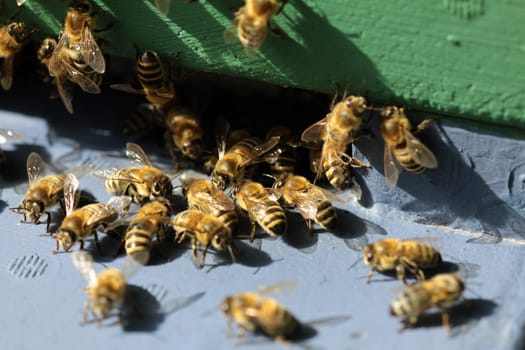 Honeybees