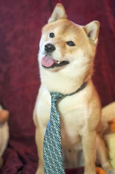 dog with a blue tie with adorable smile