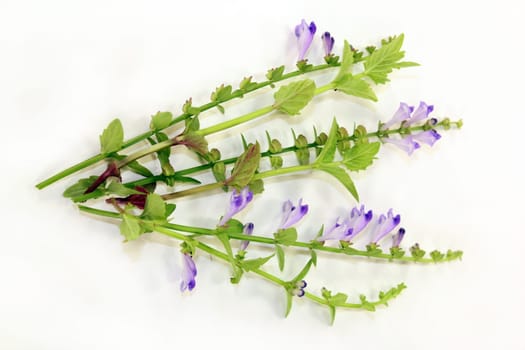 the flowers and leaves of the Chinese Ban Zhi Lian plant