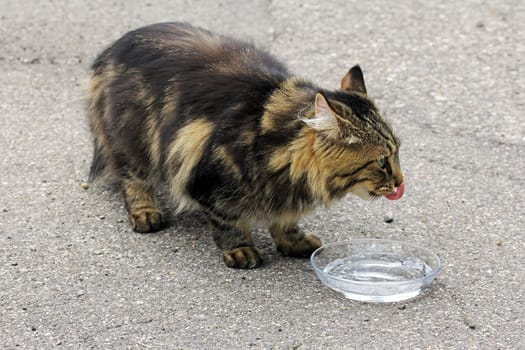 Thirst quenching in summer