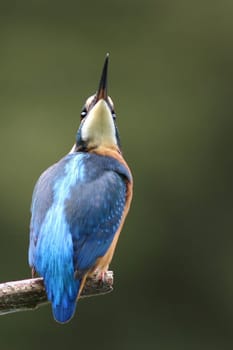 Kingfisher