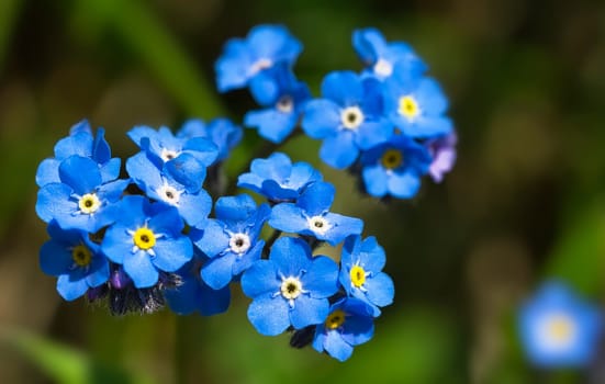 Alpine forget-me-not