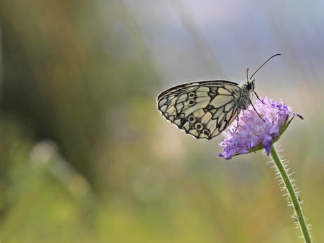 Checkerboard butterfly on widow's flower