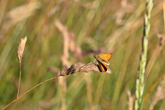 Thymelicus sylvestris