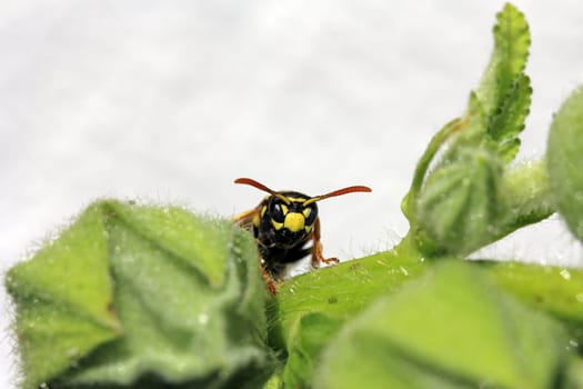 The face of the wasp