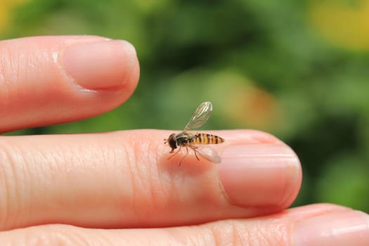 The little hoverfly on the hand