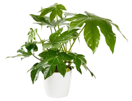 Glossy green lobed fan-like leaves of an ornamental potted Fatsia japonica in a close up side view isolated on white