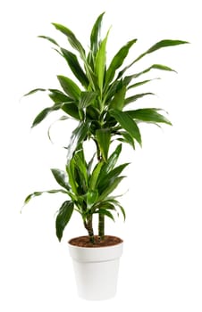 Ornamental potted Dracaena janet craig, Dragon plant or Water Stick Plant with striped green sword-shaped glossy leaves in a side view isolated on white