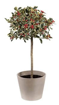 Fresh Holly plant with green leaves and red fruits placed in ceramic pot isolated on white background