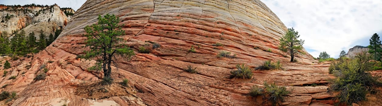 Checkerboard Mesa in Zion National Park,Utah,USA