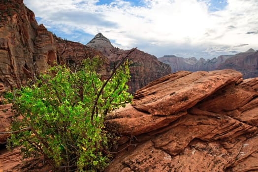 Canyon Overlook in Zion National Park,Utah,USA