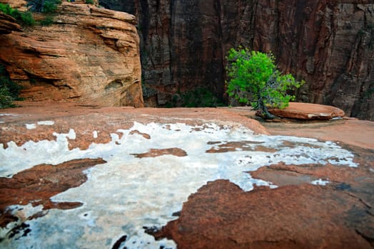 Canyon Overlook in Zion National Park,Utah,USA