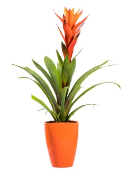 Flowering potted Guzmania plant, an epiphytic Bromeliad with a bright orange flower and popular houseplant, isolated on white