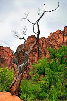 Temple of Sinawava in Zion National Park,Utah,USA