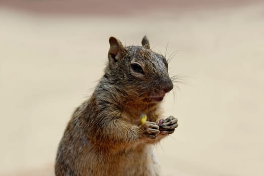 Ground squirrels (Xerinae) in Zion National Park,Utah,USA