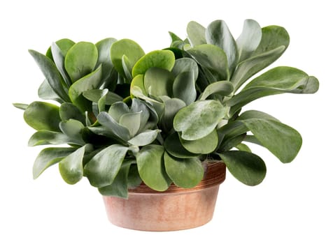 Potted Kalanchoe thyrsiflora plant in terracotta pot, a flowering plant native to Southern Africa isolated on white