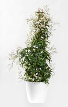 Jasminum polyanthrum pyramid climbing on a frame of three canes with its sweet scented pink flowers in a side view isolated on white