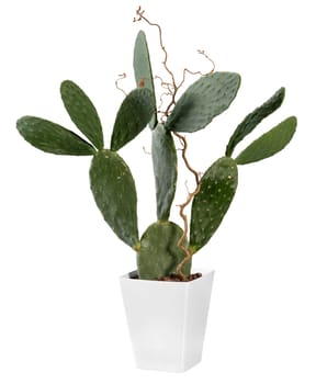 Opuntia prickly pear cactus plant growing in a rectangular white container isolated on white