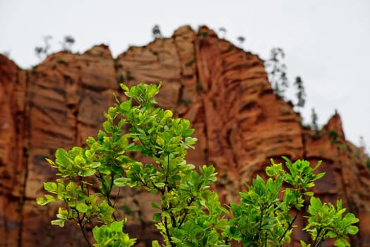 Temple of Sinawava in Zion National Park,Utah,USA