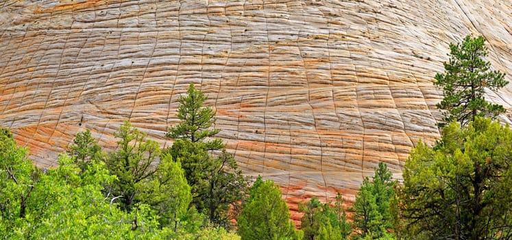 Checkerboard Mesa in Zion National Park,Utah,USA