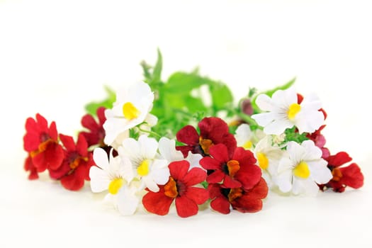 Fairy mirror blossom and leaves against a white background