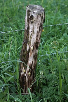 Snails on a damp fence post
