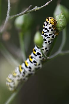 Brownroot monk (caterpillar)