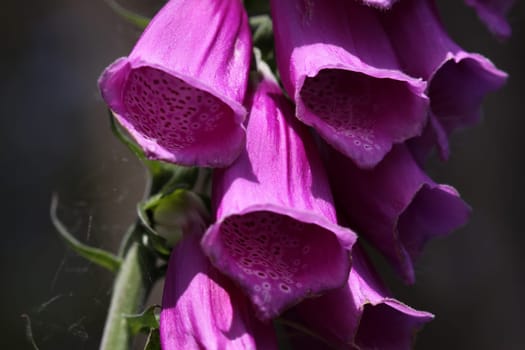 Red foxglove