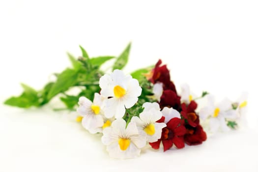 Fairy mirror blossom and leaves against a white background