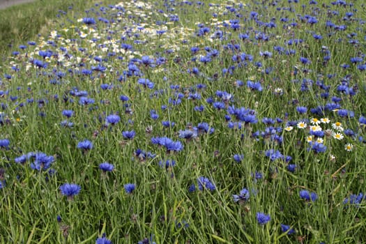 Cornflowers in a grain field