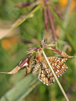 Lattice tensioner (Chiasmia clathrata)