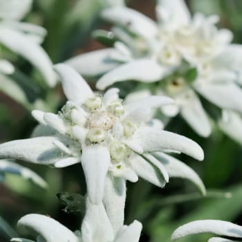 edelweiss